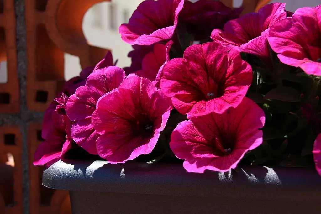 La Magnolia I L'Alzina Appartement Blanes